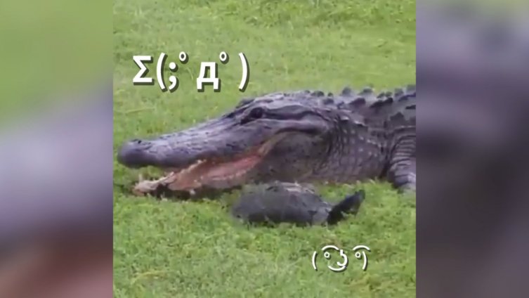 【吞了个寂寞…】近日,一头鳄鱼吞龟的视频在网上火了。鳄鱼捉到乌龟后,咬了几口都没碎,结果被